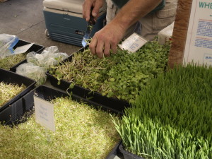 A variety of sprouts sold at the farmer’s market.