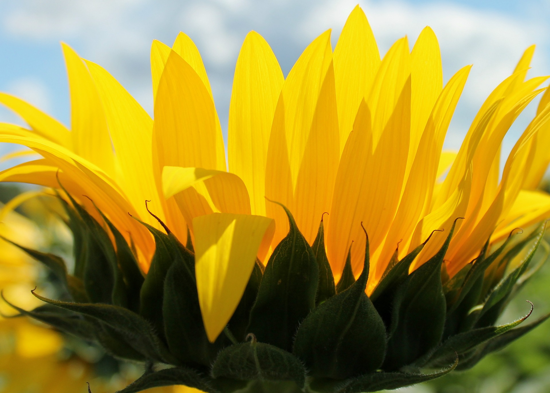 Bloomed sunflower