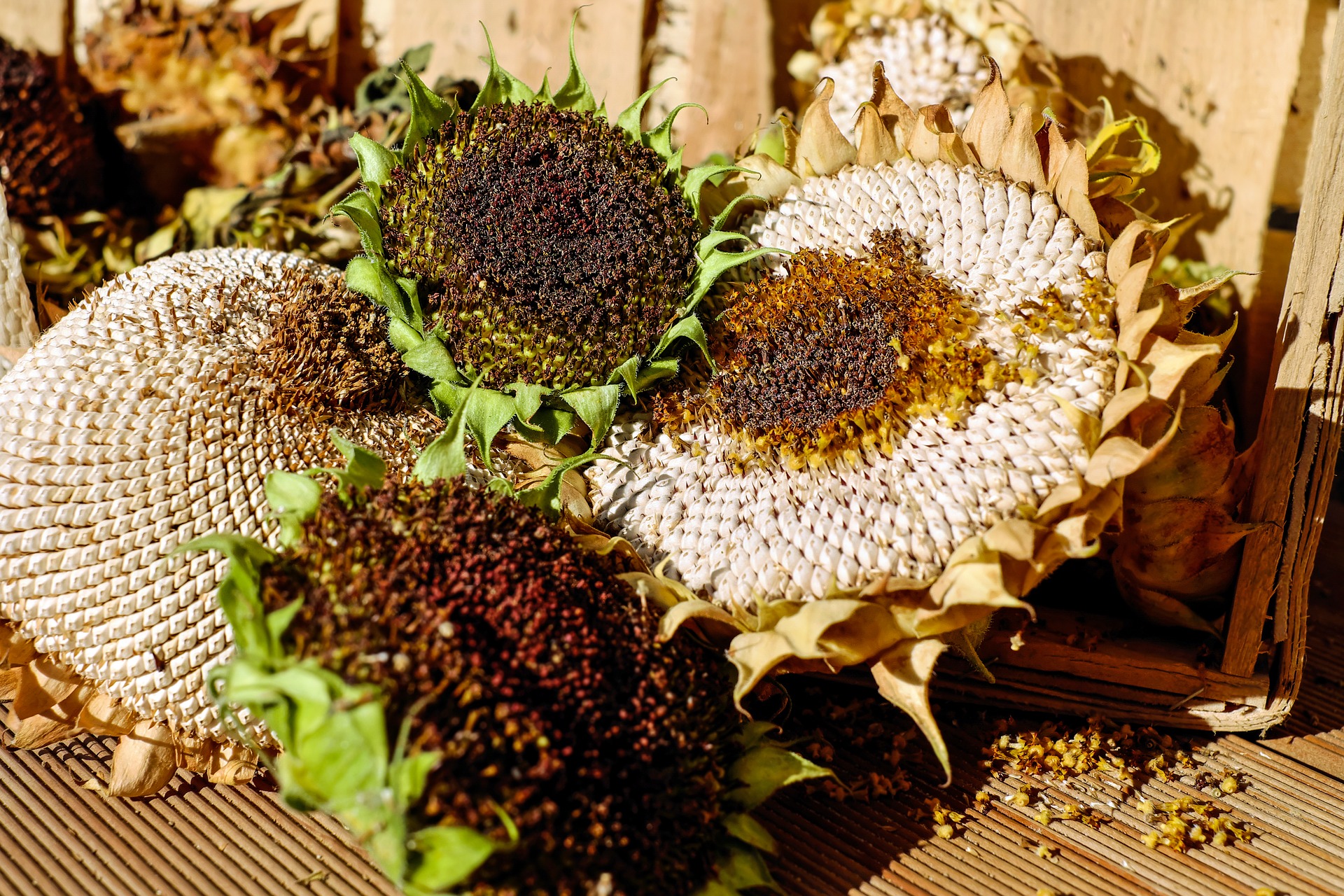Dried sunflowers