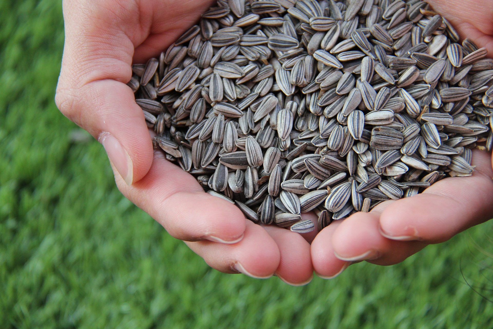 Hands holding processed sunflower seeds