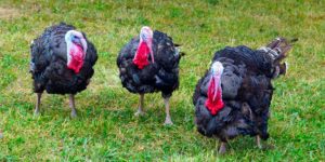 ,Turkeys standing in grass