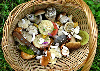 Wild edible mushrooms in a basket