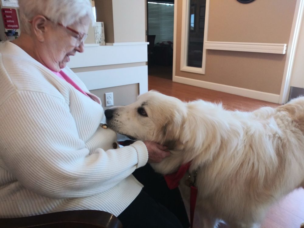 habic therapy dog engaging with older adult