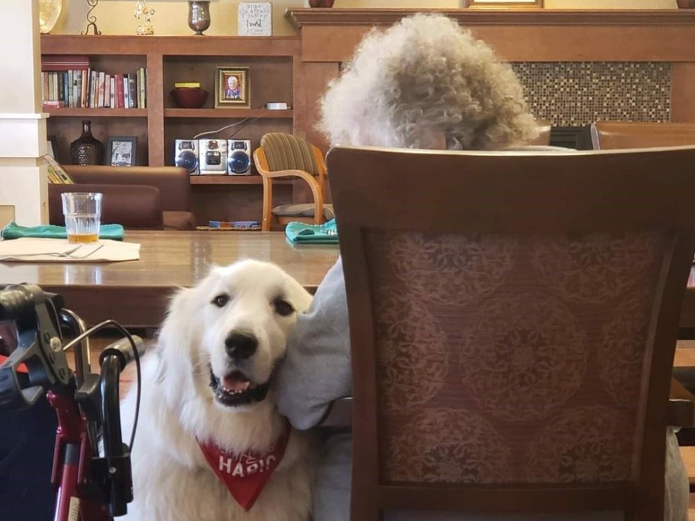 large white great pyrenees therapy dog standing next to the chair of an elderly woman