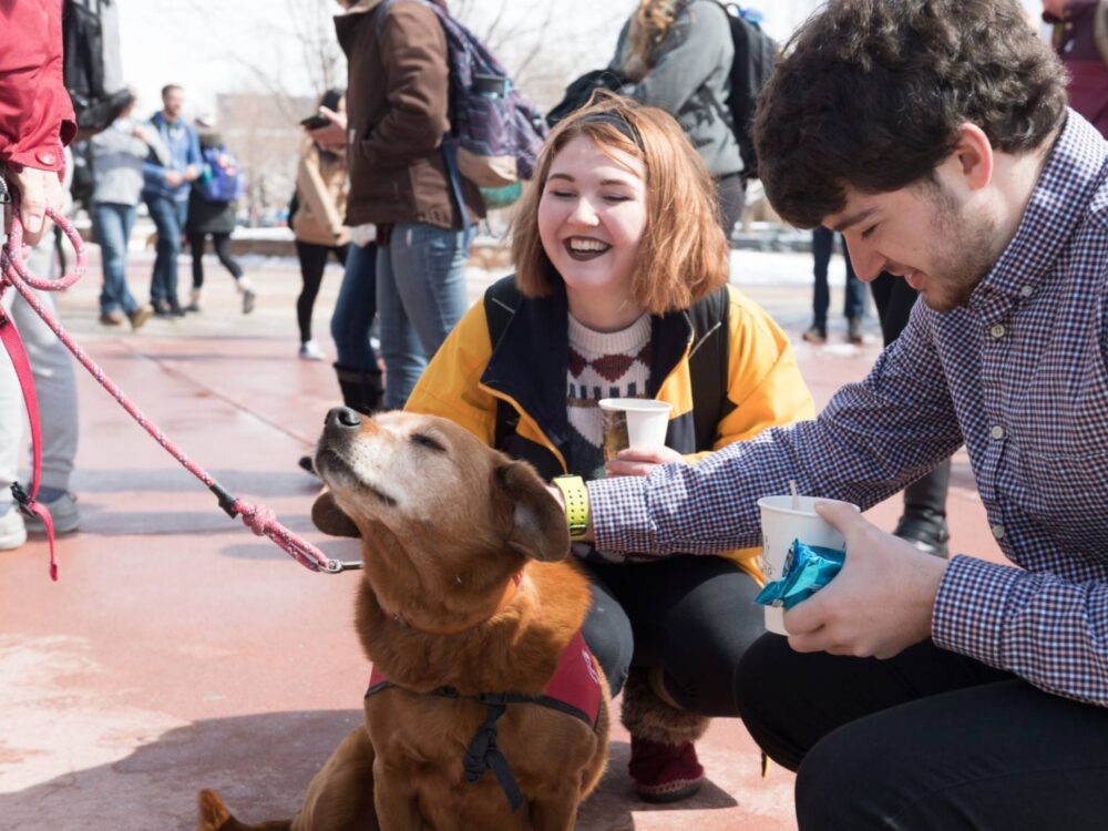 human-animal bond in colorado therapy dog with csu students