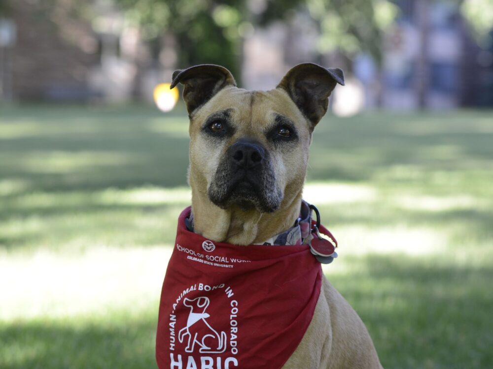 Pittie mix dog with dingo coloring wearing a red HABIC bandana