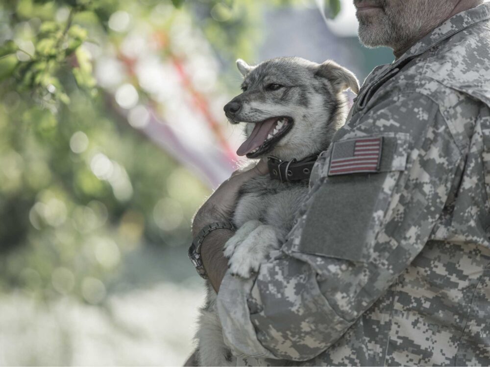a medium sized grey and white dog with a foxy face in the arms of a veteran in a military shirt
