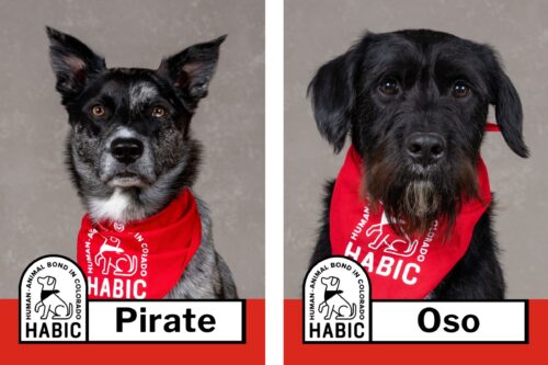 HABIC certified therapy animals