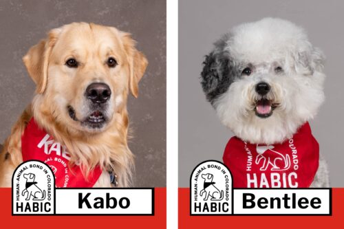 HABIC certified therapy animals