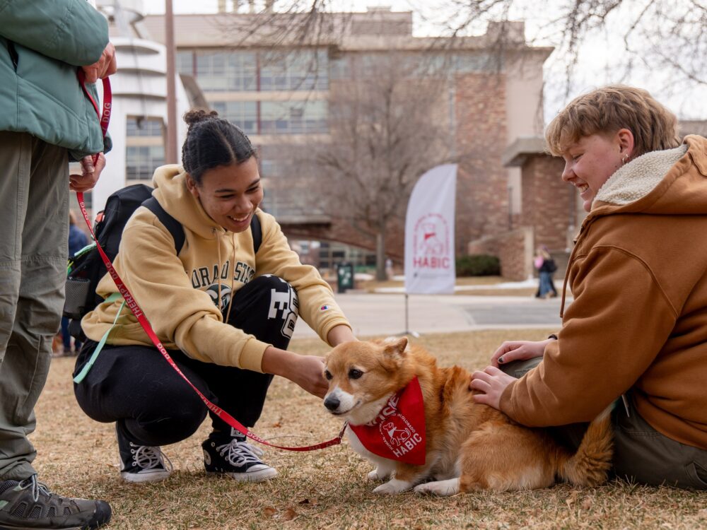 human-animal bond in colorado center in the school of social work volunteer dog with students on the colorado state university campus