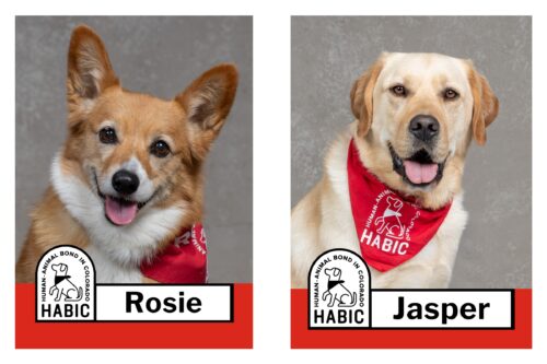 HABIC certified therapy animals