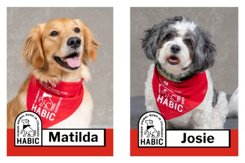 HABIC certified therapy animals