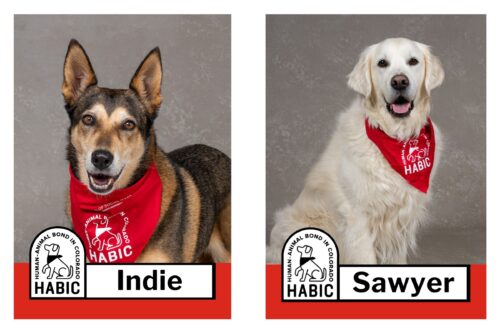 HABIC certified therapy animals