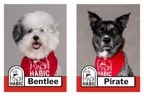 HABIC certified therapy animals