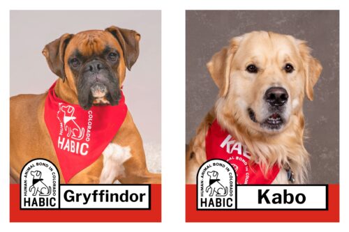 HABIC certified therapy animals