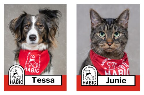 HABIC certified therapy animals