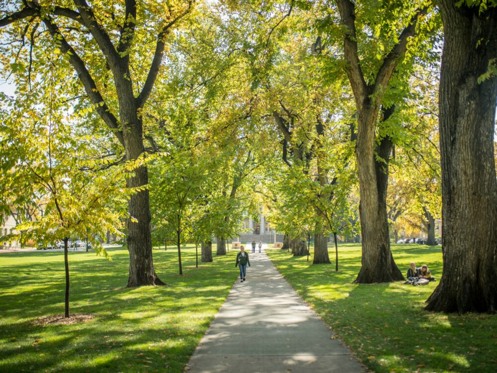 Trees and sidewalk on the CSU Oval