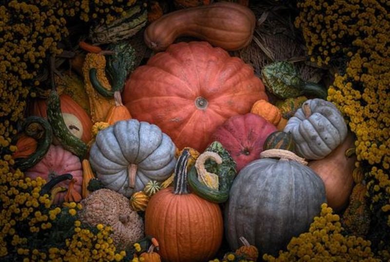 Various pumpkins and gourds