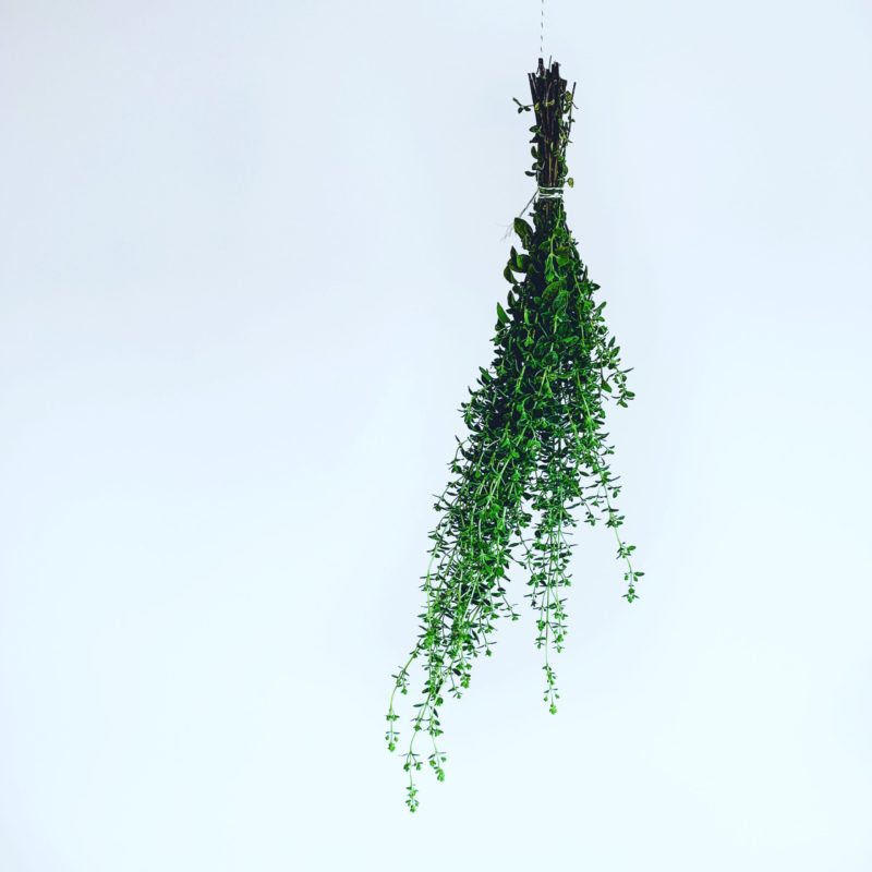 Hanging herbs