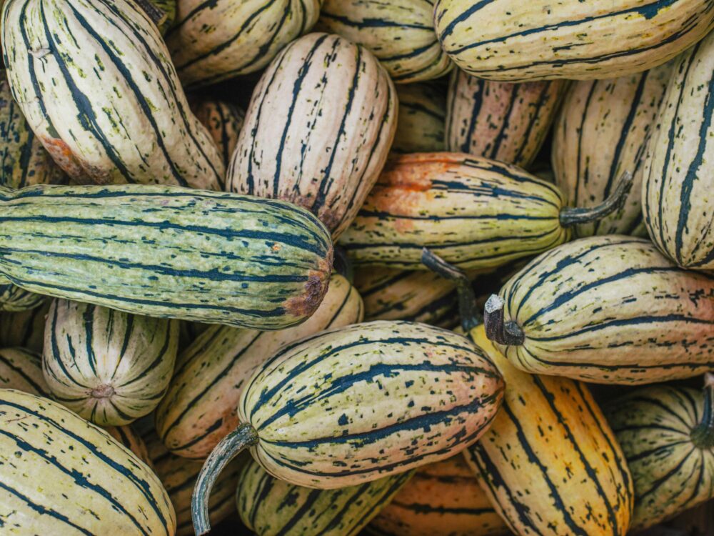 Pile of whole Delicata squash