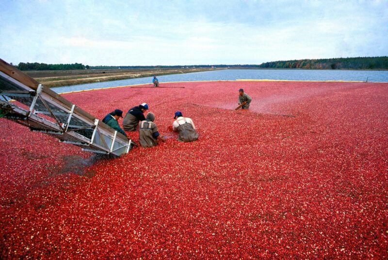 workers harvesting cranberries in a bog