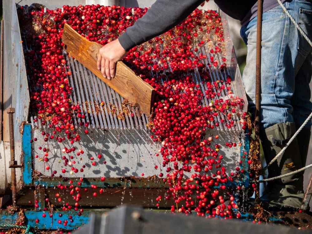 harvesting cranberries