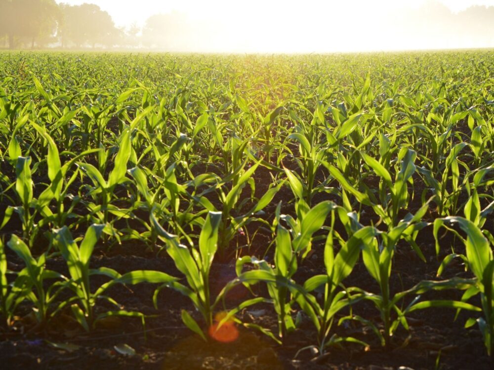 Field with a growing crop at sunrise