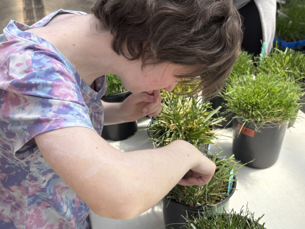 Explorer cutting grass to prepare for spring planting. Grass is labeled with the different varieties.