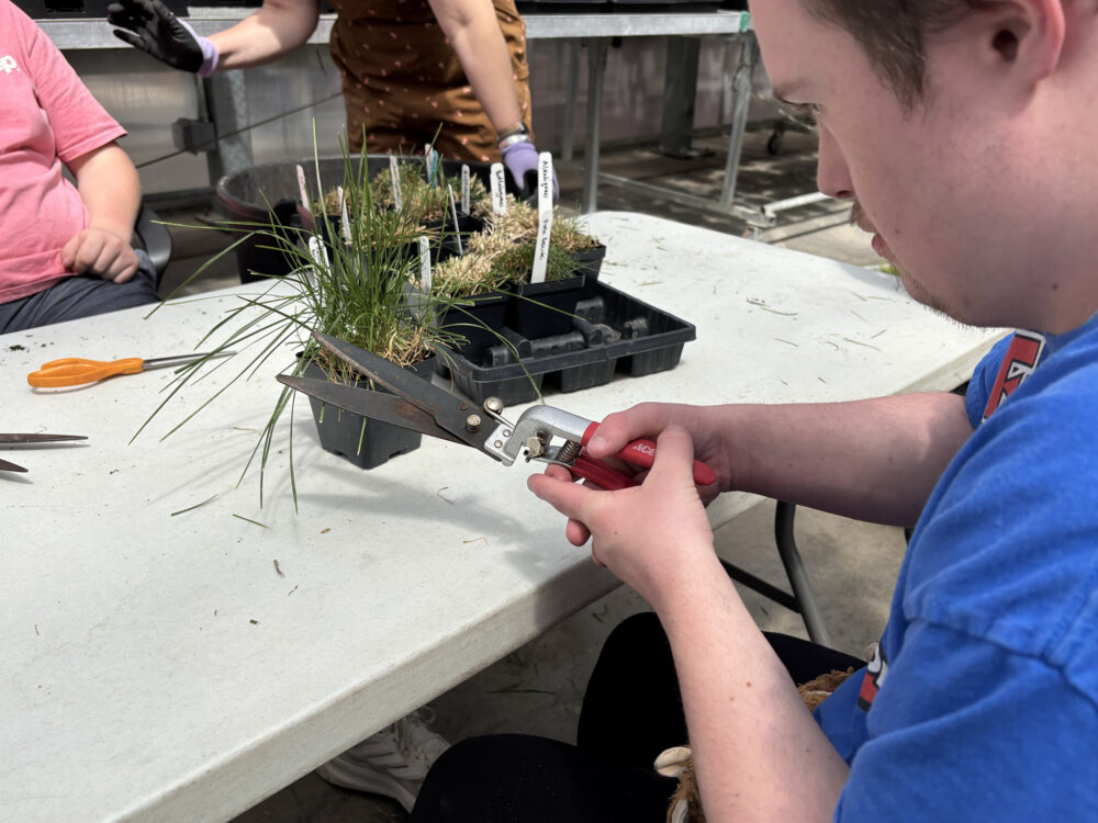 Explorer cutting grass to prepare for spring planting. Grass is labeled with the different varieties.