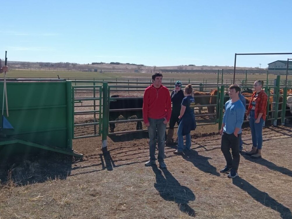 Ram Scholars look up at the instructor pointing at something and cattle stand in a pen behind them