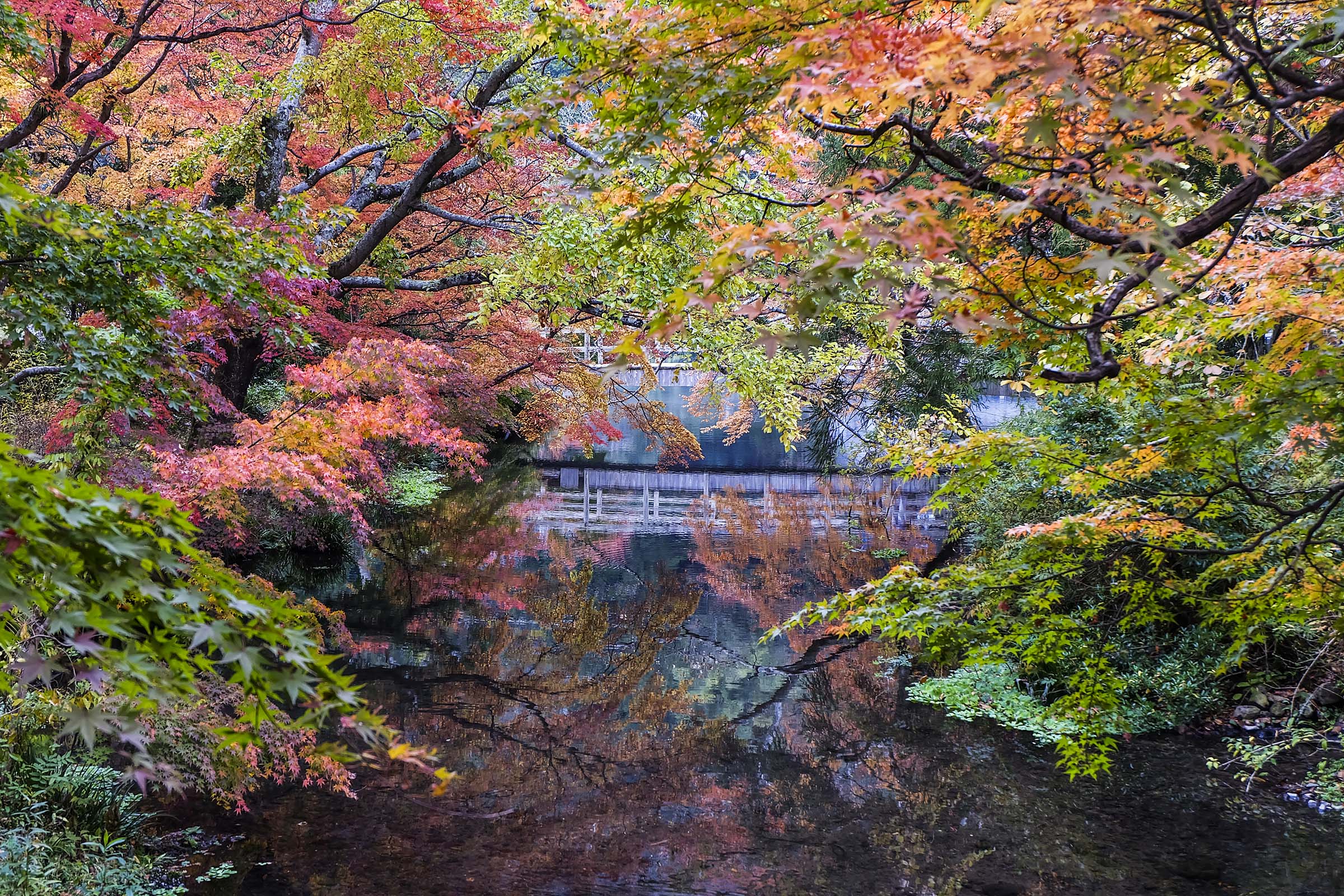 Autumn landscape japan maple tree