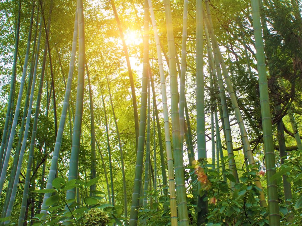 Bamboo forest in the sunlight