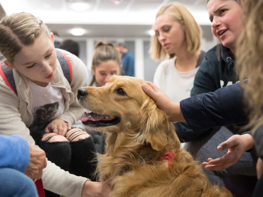 CSU students get a chance to de-stress with dogs provided by HABIC (Human-Animal Bond In Colorado). Oct. 16, 2018