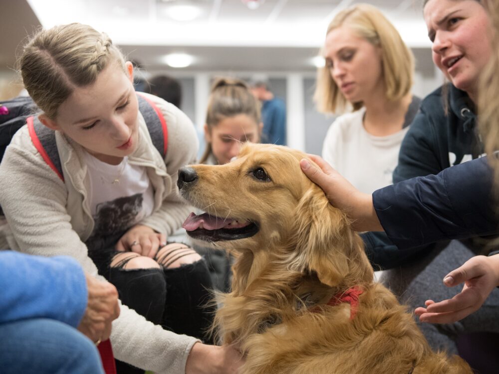 CSU students get a chance to de-stress with dogs provided by HABIC (Human-Animal Bond In Colorado). Oct. 16, 2018