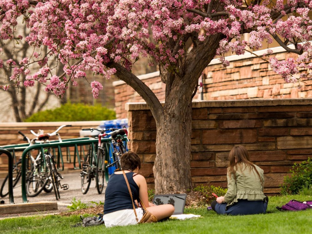 social work students studying on the lawn in front of the education building under pink flowering crabapple trees