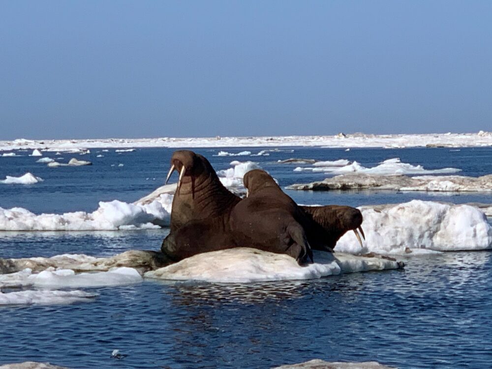 Three walruses on a small piece of ice off the coast of Alaska.