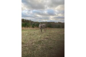 A photo of a brown horse in a field on an early spring day.