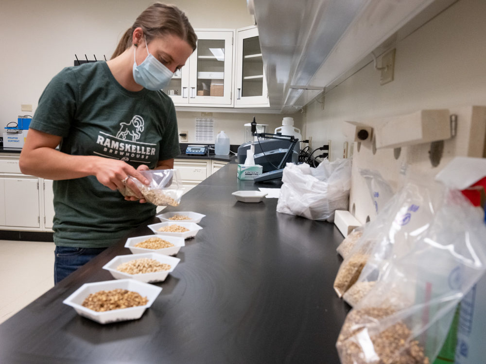 A researcher works with cereal grains in a lab