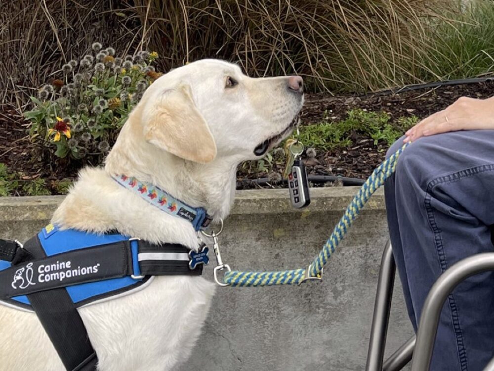 A dog with keys in it's mouth in front of a person in a wheelchair